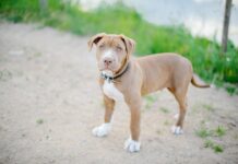 From Shelter to Home: Pit Bulls Say Thanks in the Sweetest Way