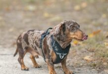 Can You Tell if This Is a Dog or a Chocolate Chip Cookie?