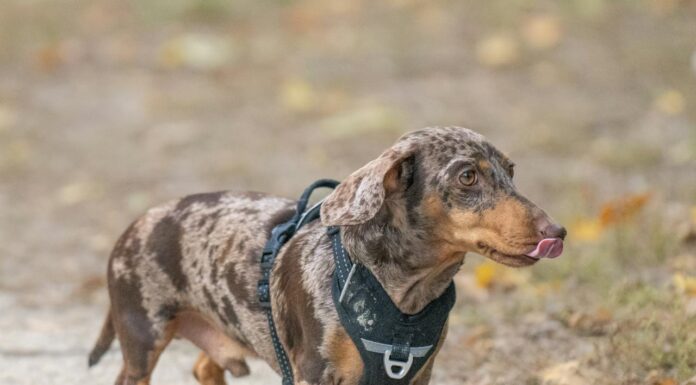 Can You Tell if This Is a Dog or a Chocolate Chip Cookie?