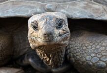 From 1832 to Now: The Incredible Life of Jonathan the Tortoise!