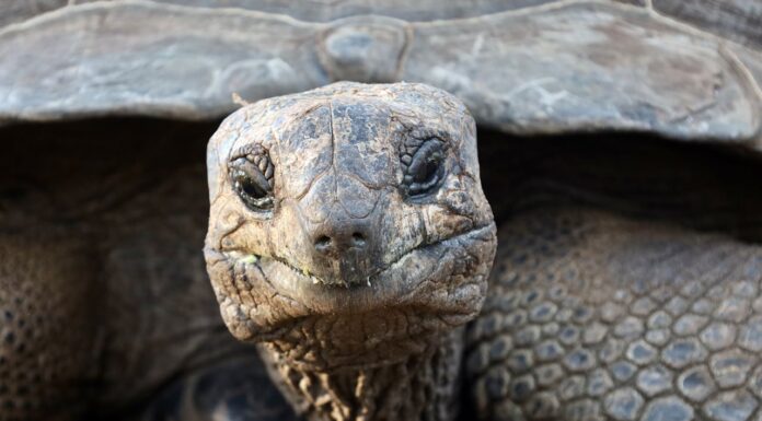 From 1832 to Now: The Incredible Life of Jonathan the Tortoise!