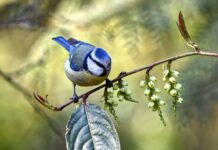 Fairy-Tale Beauty in Real Life – This Bird Will Leave You in Awe