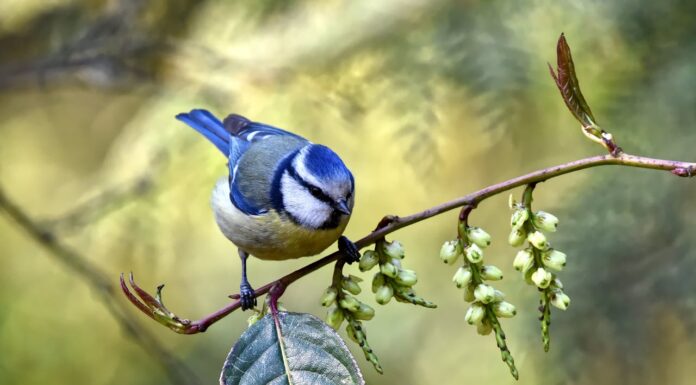 Fairy-Tale Beauty in Real Life – This Bird Will Leave You in Awe