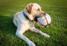 Dog Halts Pro Soccer Match, Wins the Heart of a Player