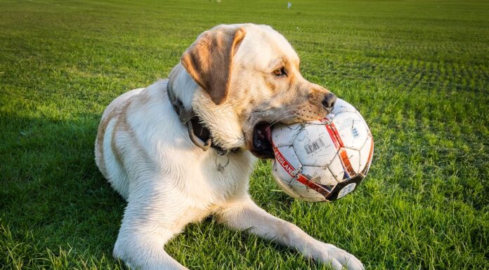 Dog Halts Pro Soccer Match, Wins the Heart of a Player