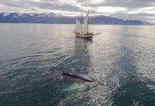 How Would You React If a Giant Whale Jumped Beside Your Boat?
