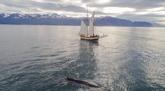 How Would You React If a Giant Whale Jumped Beside Your Boat?
