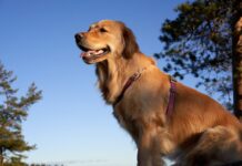 Golden Retriever Becomes a Loving Guardian to Four Goats