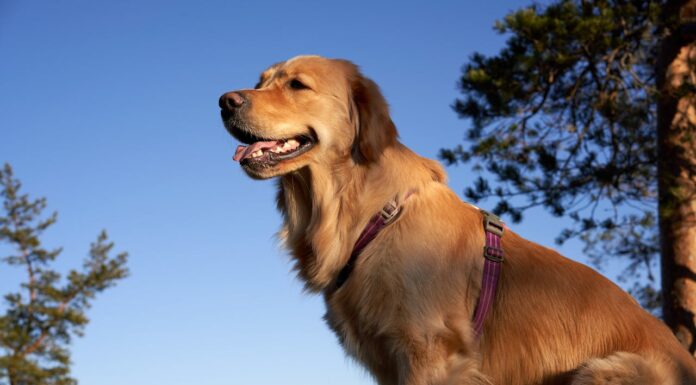 Golden Retriever Becomes a Loving Guardian to Four Goats