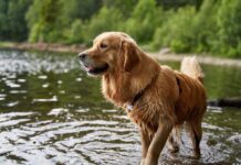 Who Says Animals Care About Looks? This Dog and Duck Don’t!