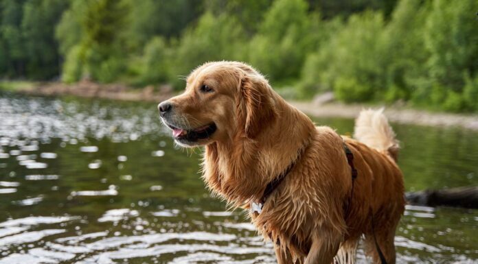 Who Says Animals Care About Looks? This Dog and Duck Don’t!