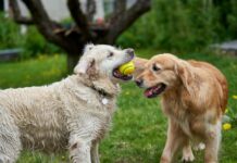 Can a Wall Stop True Friendship? Not for These Two!