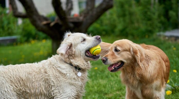 Can a Wall Stop True Friendship? Not for These Two!