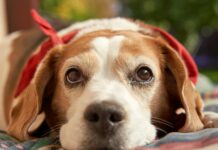 A Puppy Left Behind Finds Hope Again – See His Emotional Rescue