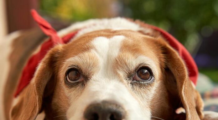 A Puppy Left Behind Finds Hope Again – See His Emotional Rescue