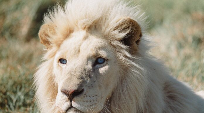 How a Majestic White Lion Escaped a Life of Suffering
