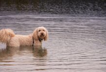 Watch This Brave Goldendoodle Rescue a Drowning Fawn