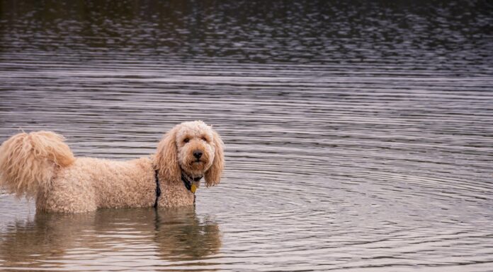 Watch This Brave Goldendoodle Rescue a Drowning Fawn