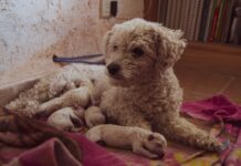 One Boy’s Big Heart Changes Everything for an Old Shelter Dog