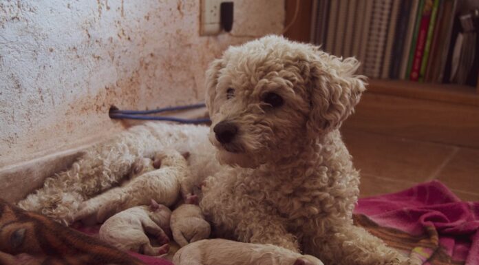 One Boy’s Big Heart Changes Everything for an Old Shelter Dog