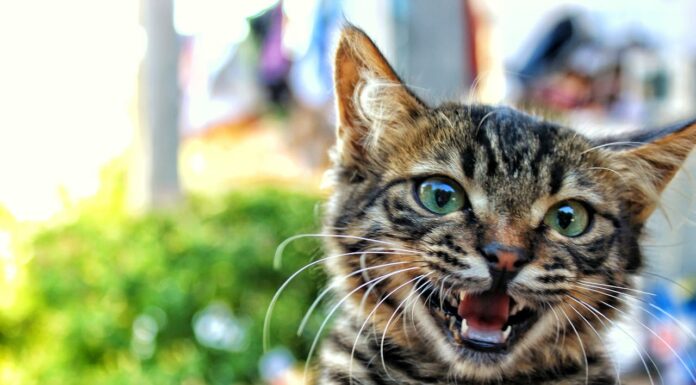 11 Cats Being Hilariously Cute (You Won’t Believe #7!)