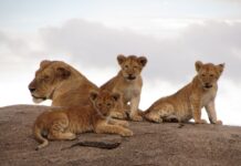 Ever Seen 8 Lion Cubs Together? These Photos Are a Must-See!