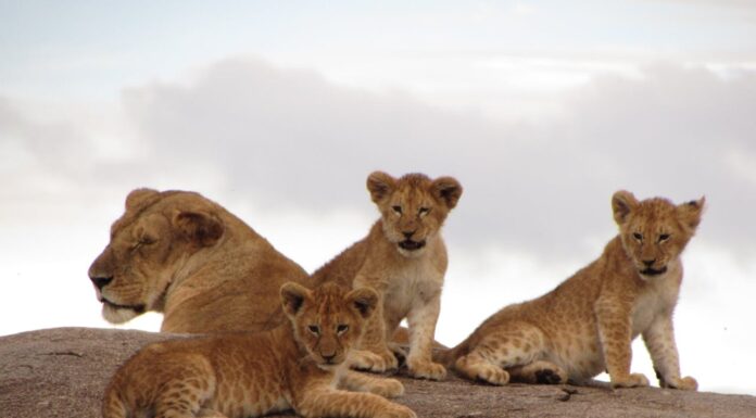 Ever Seen 8 Lion Cubs Together? These Photos Are a Must-See!