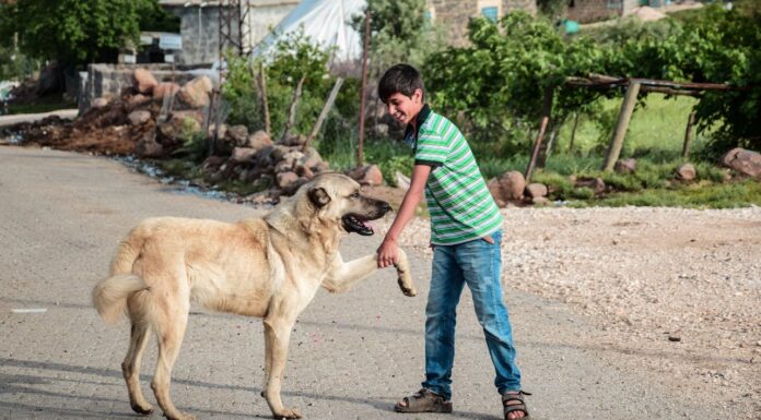 Would You Risk It? Boy Runs Through Traffic to Save a Dog in Need
