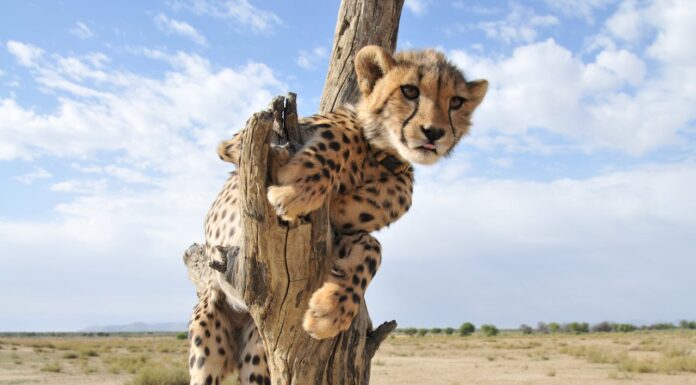 Why Do Cheetahs Need Emotional Support Dogs in Zoos?