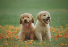 Why Puppies Are Born to Be Our Best Friends, According to Science