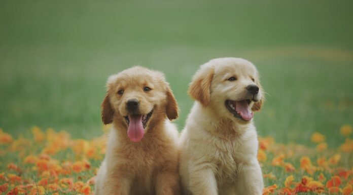 Why Puppies Are Born to Be Our Best Friends, According to Science