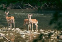 Would You Risk Your Life for an Animal? This Boy Did—and It’s Inspiring