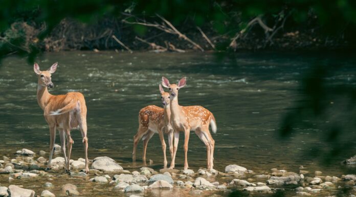 Would You Risk Your Life for an Animal? This Boy Did—and It’s Inspiring