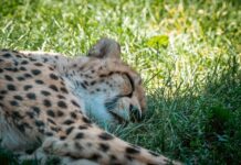 Would You Nap If a Cheetah Might Join You? This Photographer Did!