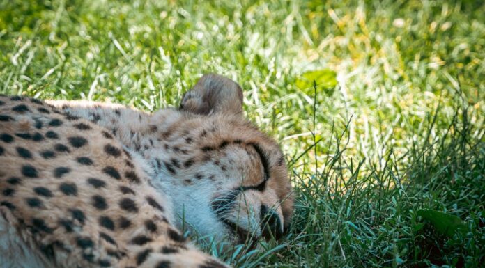 Would You Nap If a Cheetah Might Join You? This Photographer Did!