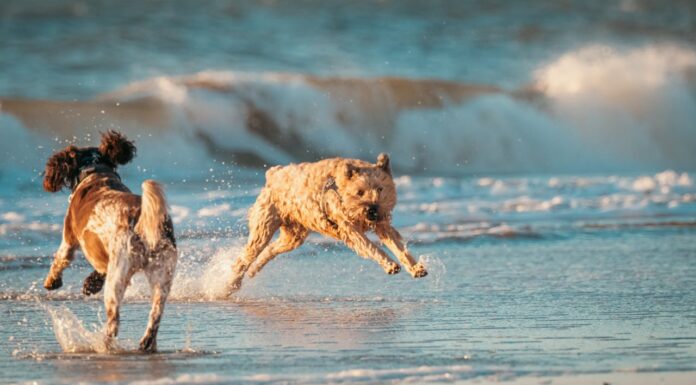 Why This Puppy Can’t Stop Jumping for Joy at the Beach?
