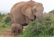 Elephant Mom Thanks Her Rescuers by Introducing Her Adorable Baby