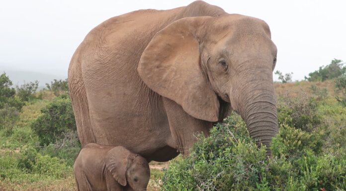 Elephant Mom Thanks Her Rescuers by Introducing Her Adorable Baby