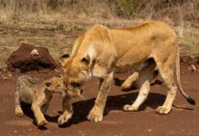 A Mother’s Love: Lioness Risks It All to Save Her Cub
