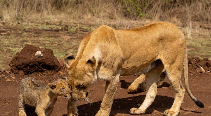 A Mother’s Love: Lioness Risks It All to Save Her Cub