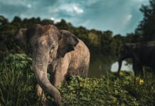 The Heartbreaking Yet Inspiring Story of Raju: The Elephant Who Cried Tears of Joy