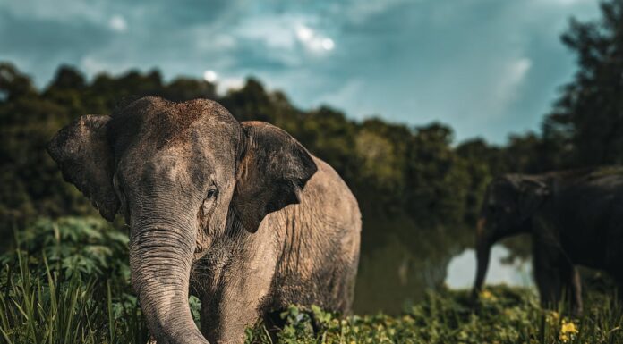 The Heartbreaking Yet Inspiring Story of Raju: The Elephant Who Cried Tears of Joy