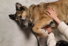 He Couldn’t Be a Police Dog, So He Found Something Even Better