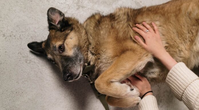He Couldn’t Be a Police Dog, So He Found Something Even Better