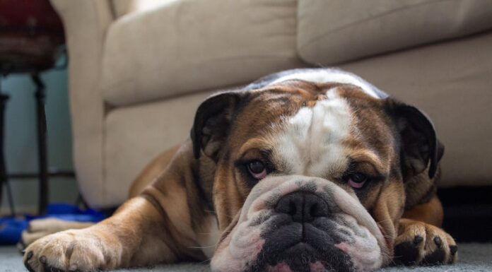 Dog in Danger at 30,000 Feet—Flight Attendants Step In