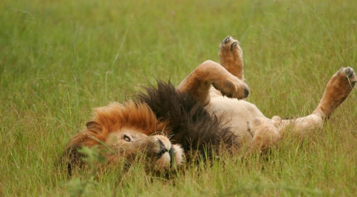 Imagine a Lion Roaring… Then Winking! This Photographer Lived It