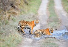 The Tigers Are Back! A Picture Worth a Thousand Roars