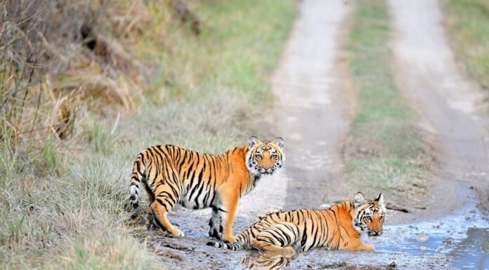 The Tigers Are Back! A Picture Worth a Thousand Roars