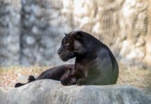 How One Woman and Her Dog Saved an Abandoned Black Panther