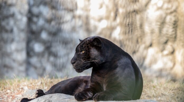 How One Woman and Her Dog Saved an Abandoned Black Panther